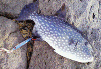 ０８．１２．１